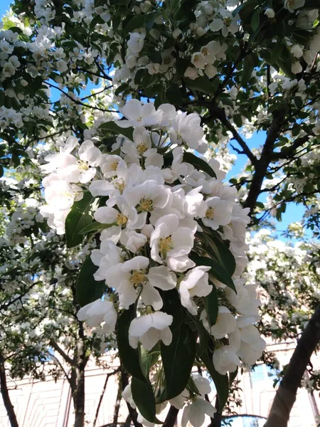 Vackra Blommor Som Behagar Ögat — Stockfoto