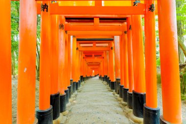 Kimse ağaçları orman Fushimi Inari tapınak merkezli