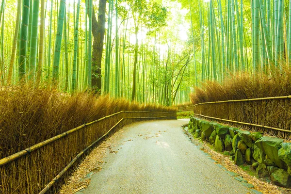 Arashiyama Bamboo Grove Morning Twisting Road H