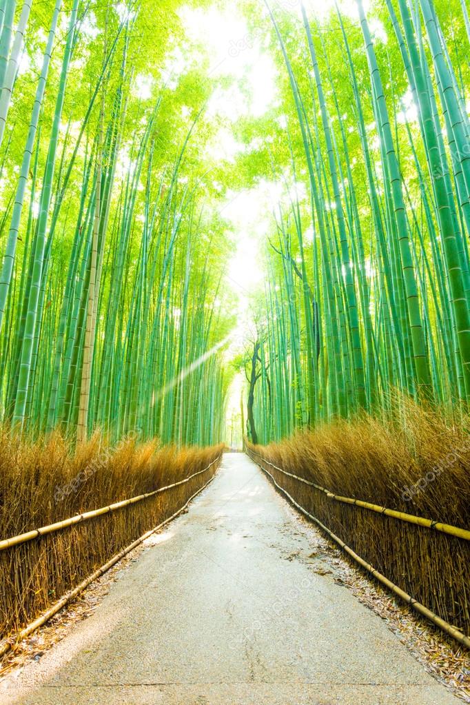 竹の木の森の朝神線直線道路 V ストック写真 C Pius99