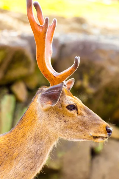 Deer Head Antlers Closeup Face Side Nara Japan