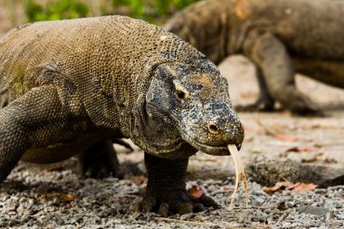 Komodo Dragons Search Food