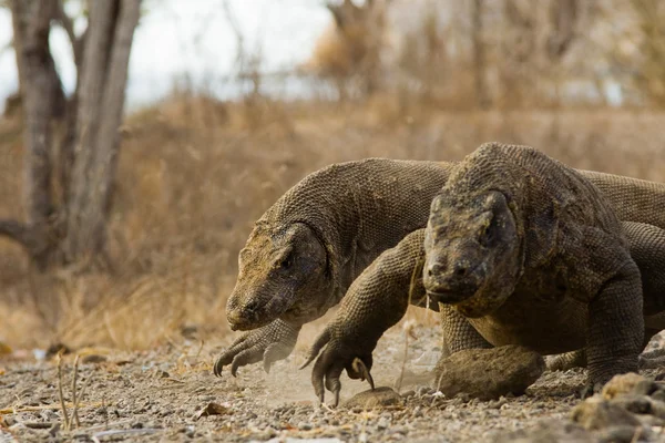 Komodo Dragons Run For Food — Stock Photo, Image