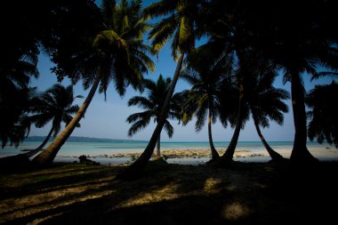 Havelock Tropical Beach Palm Trees Silhouette