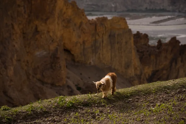 Capra di montagna a Cliff Edge Vista paesaggio — Foto Stock