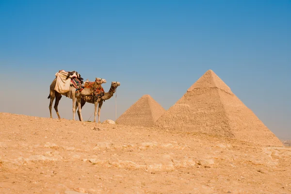 Kameler väntar stora pyramiderna Cheops Chefren Khufu — Stockfoto