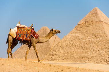 Mısır Giza piramitlerin yürüyen deve