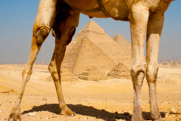 Pyramider Giza genom kamel ben — Stockfoto