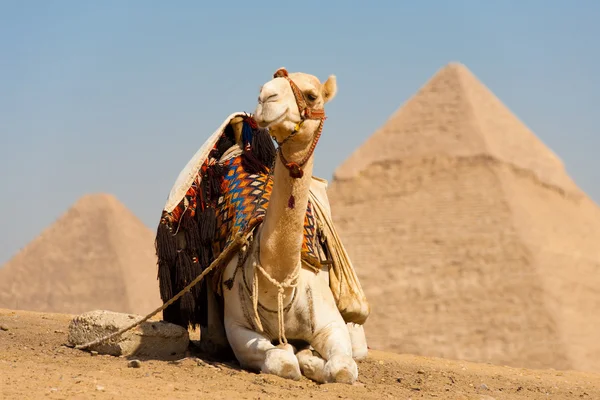Vit kamel knä vilar stora pyramider Cheops — Stockfoto