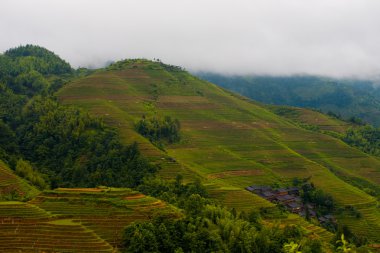 Yağmurlu dik pirinç Teras dağ Longji