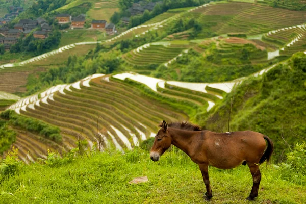 Terraço de arroz burro Aldeia tradicional Longji — Fotografia de Stock