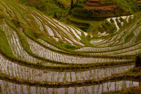 Olhando para baixo íngreme inundado arroz terraços Longji — Fotografia de Stock