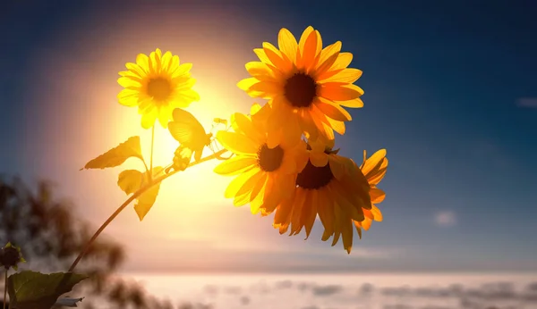 Yellow Flowers Butterfly Sunset Scene — Stock Photo, Image