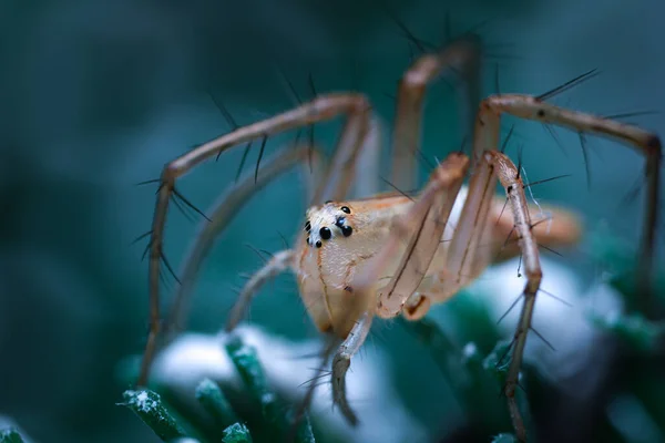 Jumping Spider Had Strange Expression What Front Him — Photo