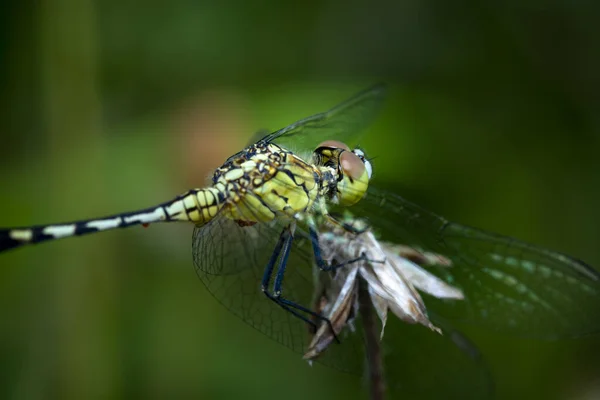 Libélula Repousa Pacificamente Sobre Uma Flor Natureza Bonita — Fotografia de Stock