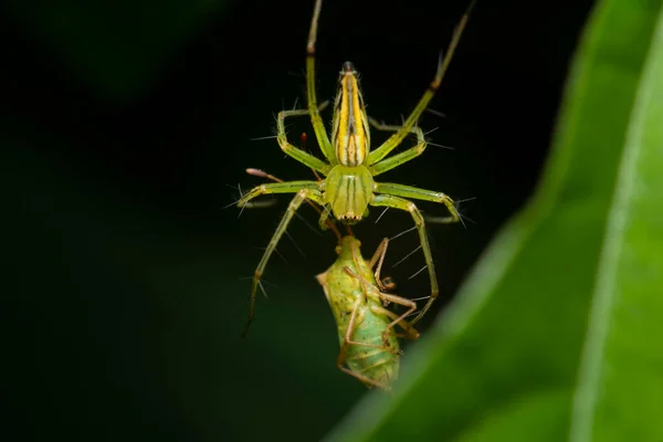 Una Araña Cogiendo Insecto Por Comida Esta Imagen Transmite Caza — Foto de Stock