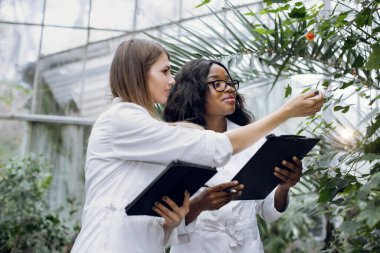 Beyaz laboratuvar önlüklü genç Afrikalı kadın tarım uzmanı ve onun beyaz kadın meslektaşı, serada çalışıyor ve bitkilerin durumunu kontrol ediyor, iş için tablet ve pano kullanıyor.