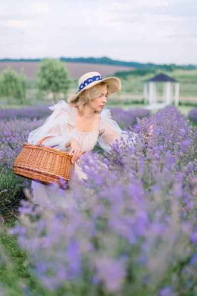 Bonita senhora de vestido e chapéu, colhendo lavanda na cesta. — Fotografia de Stock