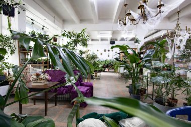 Güzel bir kapalı alan yemyeşil bitkilerle doludur, dingin ve davetkar bir atmosfer yaratır.