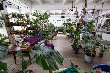 Güzel bir kapalı alan fabrikası çeşitli saksı bitkileri ve dekoratif elementlerle doludur, verimli ve davetkar bir atmosfer yaratır.