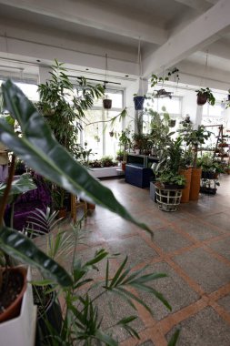 Çeşitli saksı bitkileri parlak bir odayı geniş pencerelerle doldurarak verimli ve davetkar bir atmosfer yaratırlar.