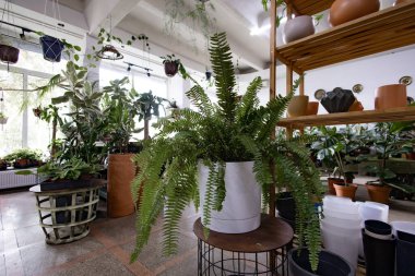 Parlak bir serada çeşitli saksı bitkileri sergileniyor, canlı ve davetkar bir atmosfer yaratıyorlar.