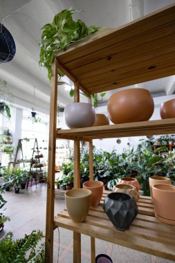 Ahşap bir rafta çeşitli seramik kaplar ve bitkiler sergileniyor. Parlak, havadar bir mağazada.