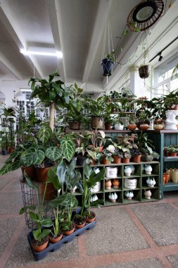 Geniş açıda, bir dükkan ortamında çeşitli bitkiler sergileniyor, canlı ve davetkar bir atmosfer yaratıyor.