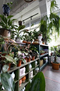 Parlak, havadar bir serada çeşitli saksı bitkileri raflarda sergilenir.