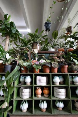 Çeşitli bitkiler raflarda sergileniyor, görsel olarak çekici ve davetkar bir atmosfer yaratıyorlar.