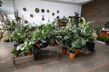 Çok çeşitli yemyeşil bitkiler kapalı bir dükkan ortamında sergileniyor, canlı ve davetkar bir atmosfer yaratıyor.