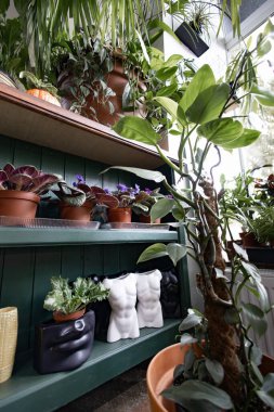 Çeşitli bitkiler bir rafta sergileniyor, canlı ve davetkar bir iç mekan yaratıyorlar.