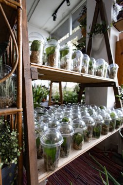 Net plastik bardaklarda bir bitki koleksiyonu parlak, davetkar bir alanda ahşap raflarda sergilenir.