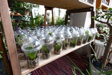 Serada yayılmaya hazır, şeffaf plastik bardaklarda küçük bitkiler gösteriliyor.