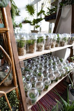 Ahşap bir rafta çeşitli yayılma yöntemleri sergilenen sayısız bitki, şeffaf plastik bardaklarda sergilenir.