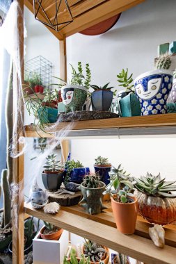 Ahşap raflarda bir saksı sulu bitki ve kaktüs koleksiyonu sergilenerek kapalı alanda göz alıcı bir bahçe oluşturuluyor.