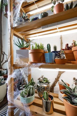 Ahşap raflarda çeşitli sulu ürünler sergileniyor ve kapalı alanda göz alıcı bir bahçe yaratılıyor.