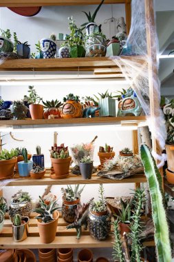 Süslü çömlekler ve heykelciklerle ahşap raflarda çeşitli lezzetli ve kaktüsler sergileniyor.