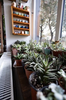 Bir pencere pervazında çeşitli lezzetler gelişir, doğal ışıkla yıkanır, canlı bir görüntü oluşturur.