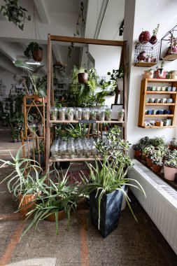 Bir dükkanda çeşitli bitkiler sergileniyor, canlı ve davetkar bir atmosfer yaratıyorlar.