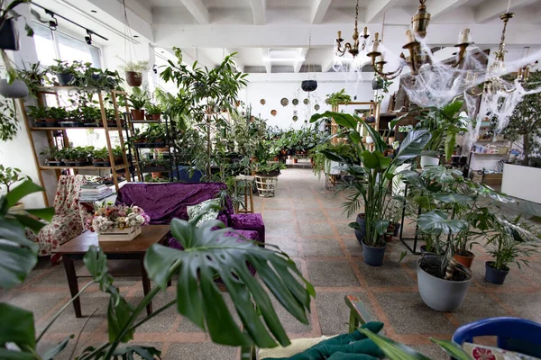 Güzel bir kapalı alan fabrikası çeşitli saksı bitkileri ve dekoratif elementlerle doludur, verimli ve davetkar bir atmosfer yaratır.