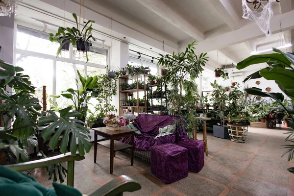 Kapalı bir bahçede çeşitli bitkiler ve rahat bir oturma alanı bulunur.