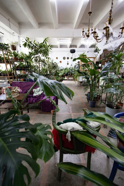 Kapalı alan çeşitli bitkilerle doludur. Huzurlu ve davetkar bir atmosfer yaratır.