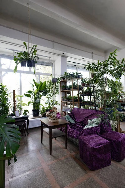 Rahat bir yaşam alanı yemyeşil ve lüks bir mor kadife kanepe ile doludur.