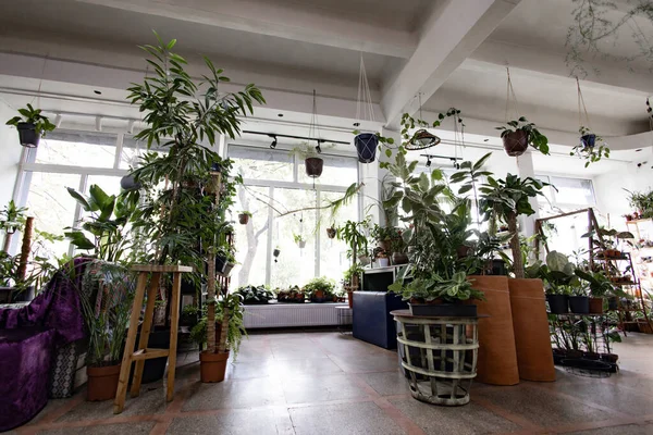 Parlak ve havadar bir fabrika çeşitli yemyeşil bitkilerle doludur. Huzurlu ve davetkar bir atmosfer yaratırlar.
