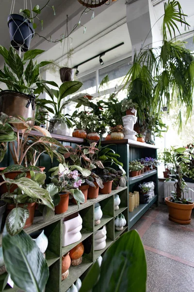 Parlak, havadar bir serada çeşitli saksı bitkileri raflarda sergilenir.