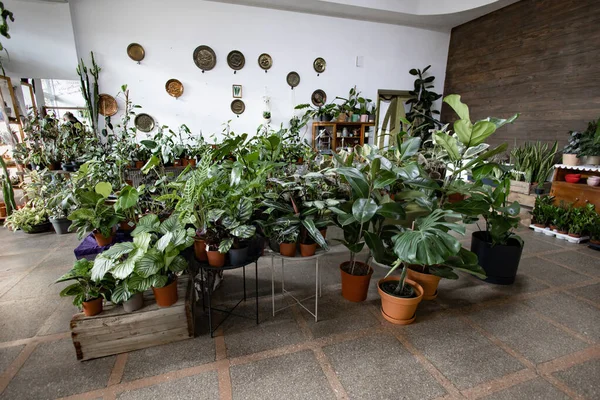 Çok çeşitli yemyeşil bitkiler kapalı bir dükkan ortamında sergileniyor, canlı ve davetkar bir atmosfer yaratıyor.