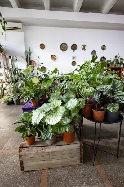 Parlak, davetkar bir dükkan ortamında çeşitli saksı bitkileri sergileniyor.