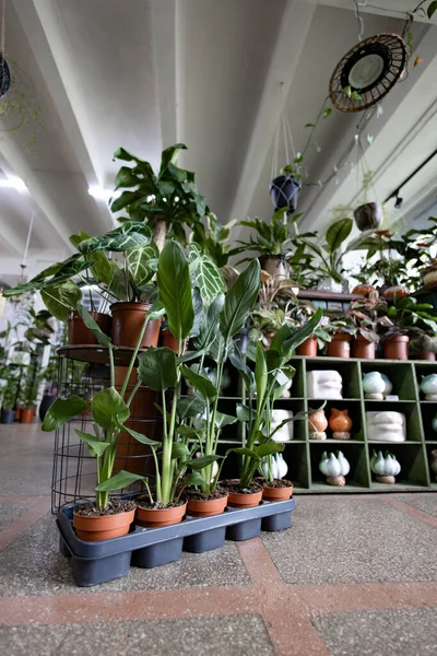 Bir dükkan ortamında çeşitli saksı bitkileri sergileniyor, canlı ve davetkar bir atmosfer yaratıyorlar.