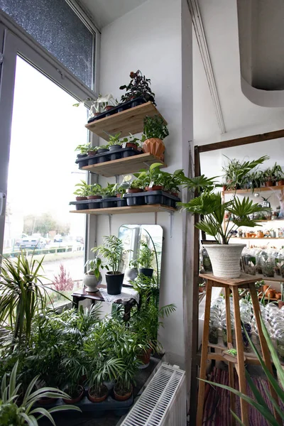 Büyük bir pencerenin yakınındaki raflarda ve masalarda çeşitli saksı bitkileri sergilenerek canlı bir iç bahçe oluşturulur.